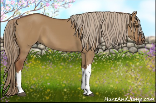 Horse Color:Red Dun 