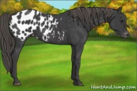 Horse Color:Smoky Black Appaloosa 