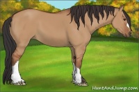 Horse Color:Bay Dun