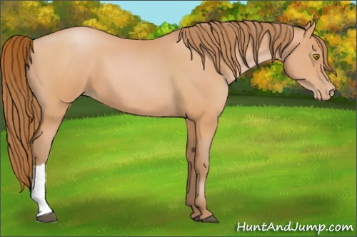 Horse Color:Bay Pearl 