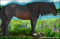 Horse Color:Brown Rabicano and Brown Rabicano