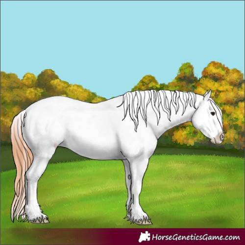 Horse Color:Bay Dun Leopard