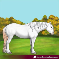 Horse Color:Bay Dun Leopard