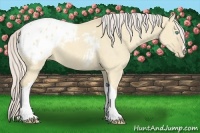 Horse Color:Cremello Dun Appaloosa 