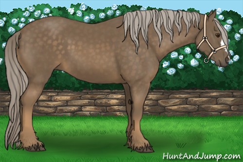 Horse Color:Chocolate Palomino 