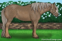 Horse Color:Chocolate Palomino 