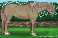 Horse Color:Chocolate Palomino Dun 