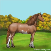 Horse Color:Chestnut Sabino  and Chestnut 
