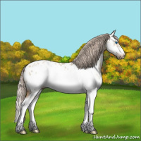 Horse Color:Gray Palomino Roan Pearl Dun Splash Frame Appaloosa 