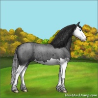 Horse Color:Blue Roan Sabino Splash 