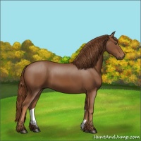 Horse Color:Chestnut Sabino