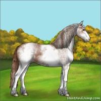Horse Color:White Spotted Chestnut Sabino
