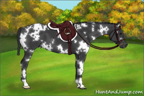 Horse Color:White Spotted Black 