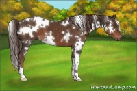 Horse Color:White Spotted Liver Chestnut 