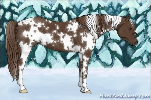 Horse Color:White Spotted Liver Chestnut 