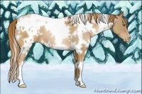 Horse Color:White Spotted Chestnut Pearl