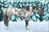 Horse Color:White Spotted Smoky Grullo 