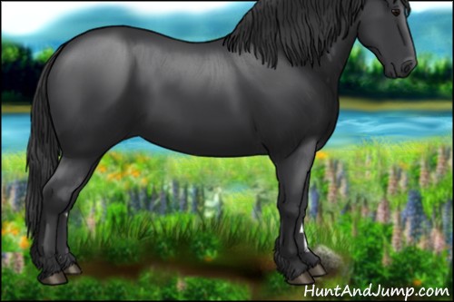 Horse Color:Black 