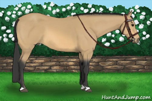 Horse Color:Buckskin 