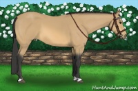 Horse Color:Buckskin 