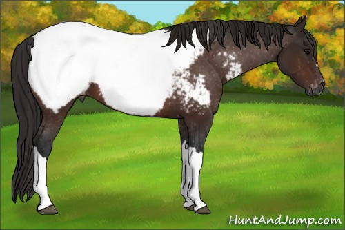Horse Color:Gray Bay Appaloosa