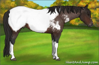 Horse Color:Gray Bay Appaloosa 