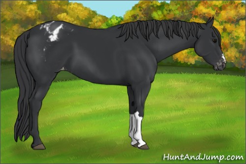 Horse Color:Black Appaloosa