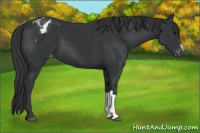 Horse Color:Black Appaloosa