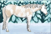 Horse Color:White Spotted Palomino Pearl Splash 