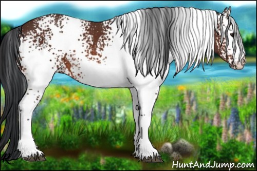 Horse Color:White Spotted Bay Rabicano