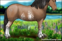 Horse Color:White Spotted Buckskin Rabicano 