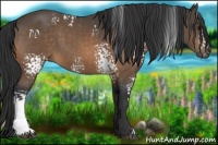 Horse Color:White Spotted Buckskin
