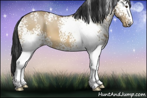 Horse Color:White Spotted Brown Dun