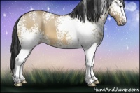 Horse Color:White Spotted Brown Dun 
