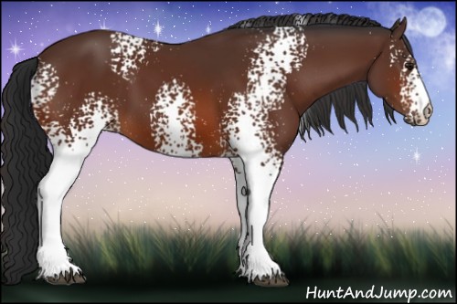 Horse Color:White Spotted Bay 