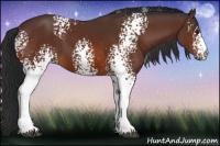 Horse Color:White Spotted Bay 
