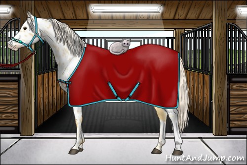 Horse Color:Palomino Appaloosa 