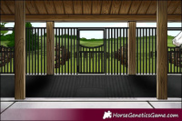 Horse Color:Palomino Appaloosa 