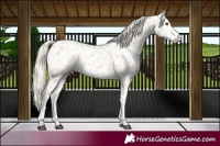 Horse Color:Palomino Appaloosa 