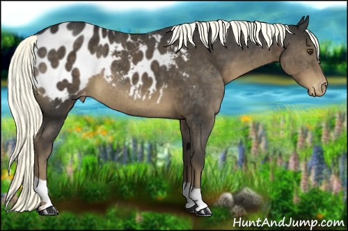 Horse Color:Liver Chestnut Appaloosa 