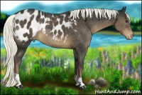 Horse Color:Liver Chestnut Appaloosa