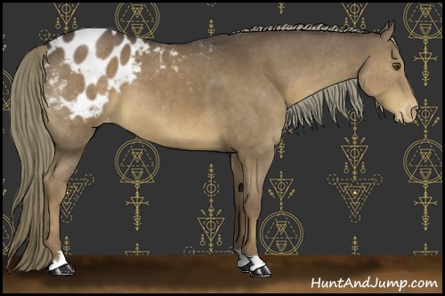 Horse Color:Liver Chestnut Appaloosa 