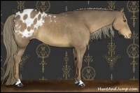 Horse Color:Liver Chestnut Appaloosa