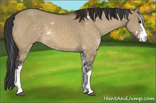 Horse Color:Brown Dun Sabino