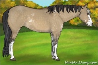Horse Color:Brown Dun Sabino 