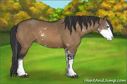 Horse Color:Brown Dun Sabino Rabicano