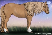 Horse Color:Chestnut  and Chestnut Rabicano 
