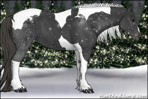 Horse Color:Smoky Black Tobiano Appaloosa 