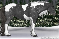 Horse Color:Smoky Black Tobiano Appaloosa 