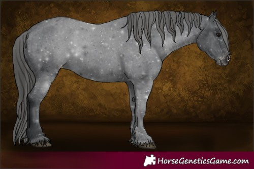 Horse Color:Black Appaloosa 